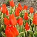 Tulipa botanique 'Praestans Unicum'